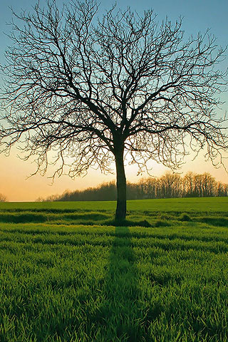 iPhone Wallpapers